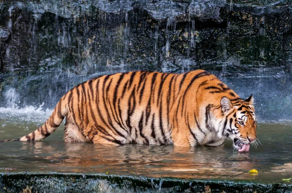 Tigre che beve in acqua — Foto Stock