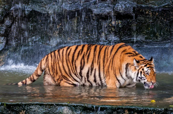 Тигр пьет в воде — стоковое фото
