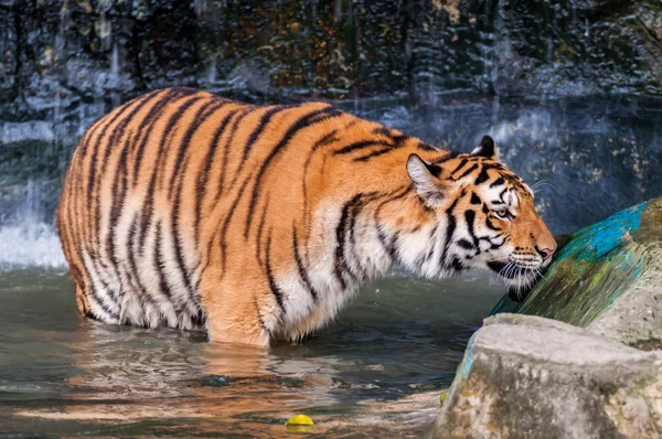 Tiger steht im Wasser und riecht — Stockfoto