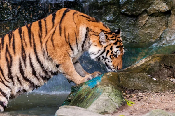 Tigre in piedi in acqua e odore — Foto Stock