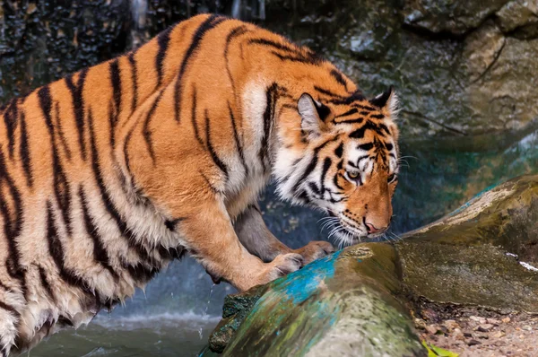 Tigre parado en el agua y oliendo — Foto de Stock