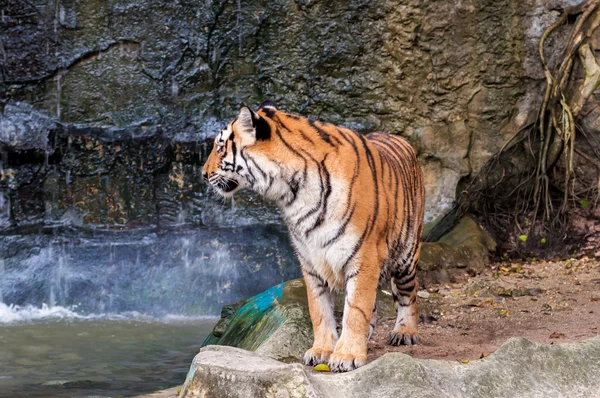 Bengal tiger standing on the rock near water — Stock Photo, Image