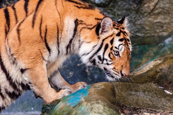 Tigre em pé na água e cheirando — Fotografia de Stock