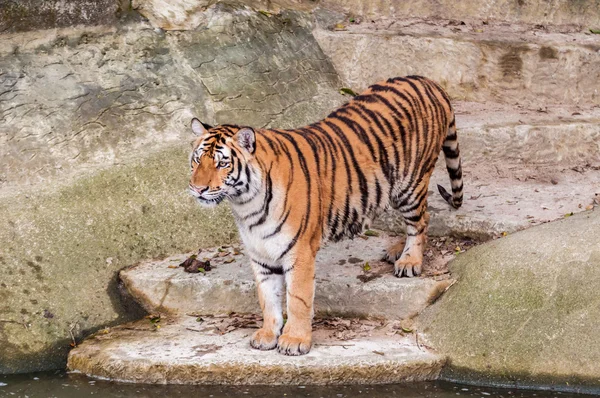 Bengal tiger standing on the rock near water — Stock Photo, Image