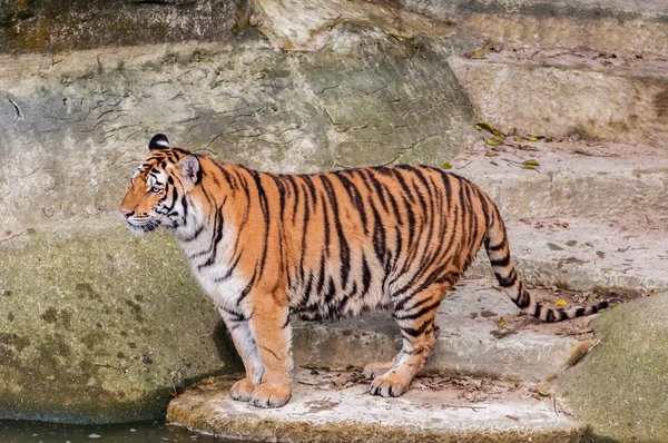 Tigre de bengala em pé na rocha perto da água — Fotografia de Stock