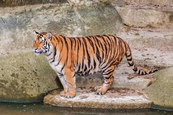 Tigre du Bengale debout sur le rocher près de l'eau — Photo