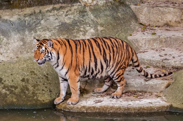 Bengal tiger stående på berget nära vatten — Stockfoto