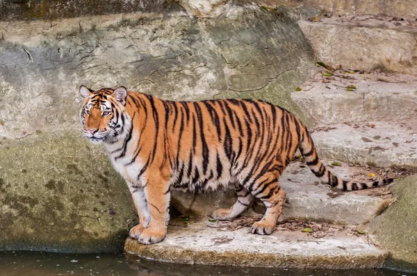 Tigre de bengala em pé na rocha perto da água — Fotografia de Stock