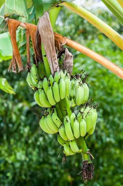 Bündel roher Bananen — Stockfoto