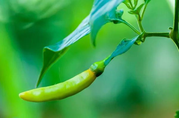 Grüne Chili auf Baum — Stockfoto