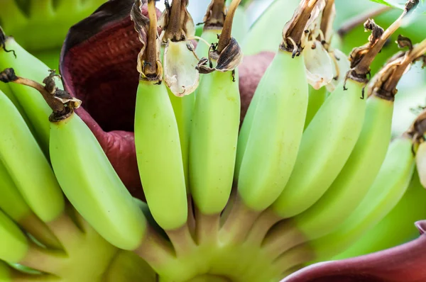 En gjeng med rå bananer – stockfoto