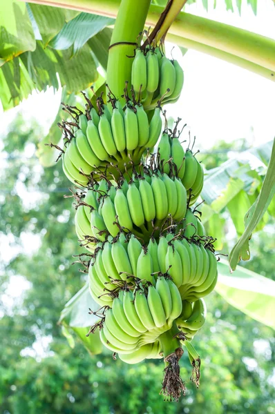 大串原料香蕉 — 图库照片