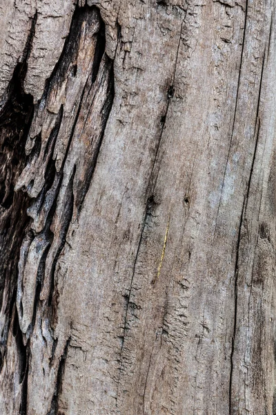 褐色腐朽木材 — ストック写真