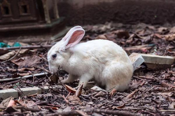 Bílý králík v pustinu — Stock fotografie