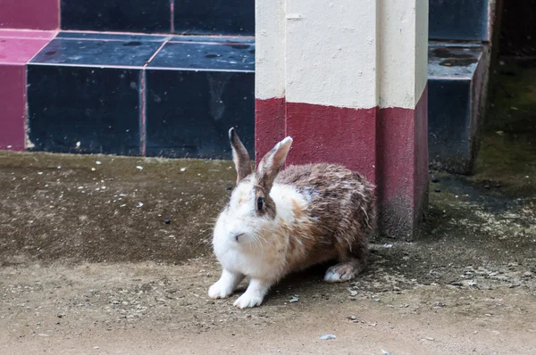 地面に白い茶色ウサギ — ストック写真