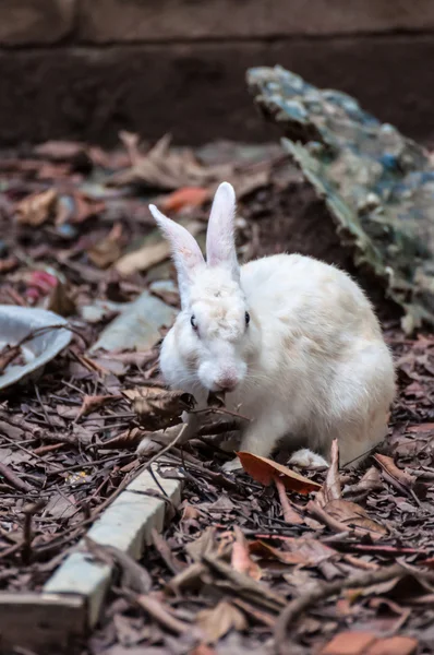 Bílý králík v pustinu — Stock fotografie