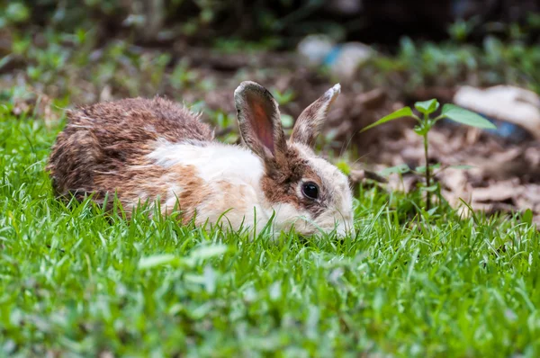 Conejo marrón blanco en campo de hierba —  Fotos de Stock