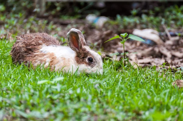 Conejo marrón blanco en campo de hierba — Foto de Stock