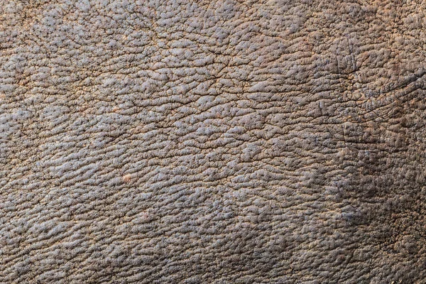 Rhino huid — Stockfoto