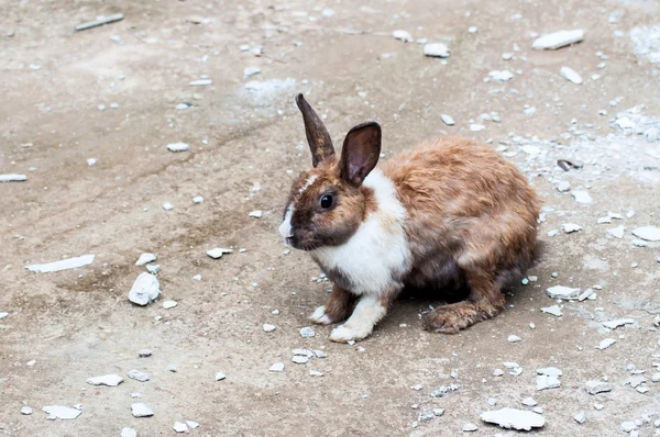 Bílý hnědý králík na zem — Stock fotografie