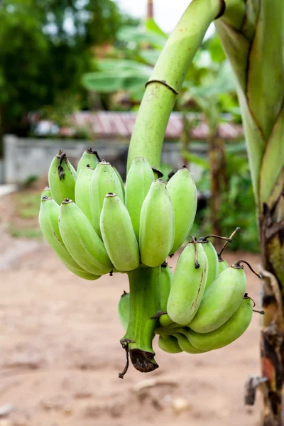 Massa råa bananer — Stockfoto