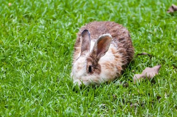 Conejo marrón blanco en campo de hierba — Foto de Stock