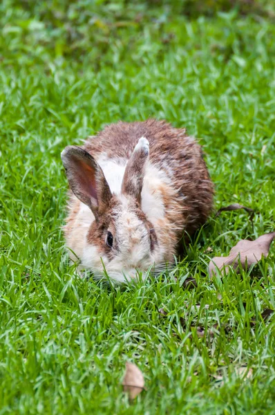 잔디 필드에서 백색 갈색 토끼 — 스톡 사진