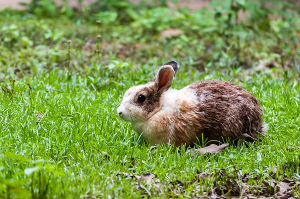 Conejo marrón blanco en campo de hierba — Foto de Stock