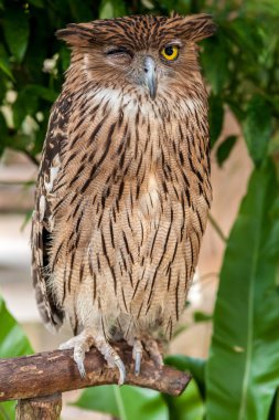 kahverengi baykuş yakın çekim