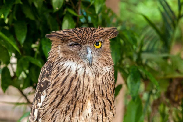 Brown owl close up — Stock Photo, Image