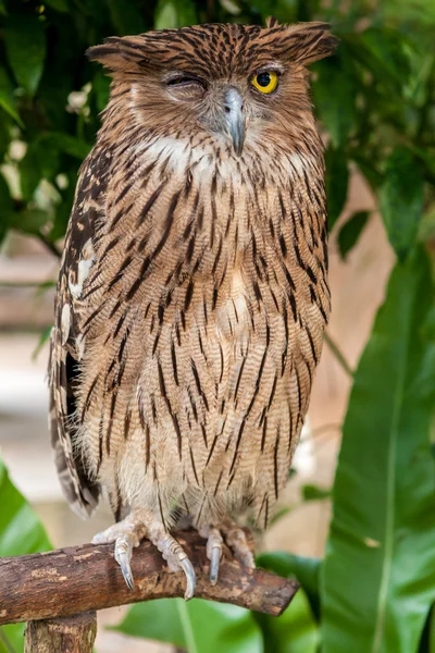 kahverengi baykuş yakın çekim