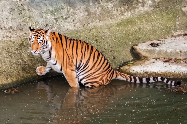 Tigre en el agua — Foto de Stock