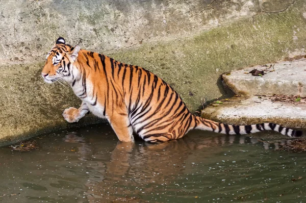 Tiger in the water — Stock Photo, Image