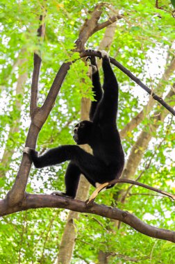 siyah jibon tırmanacak ağaç