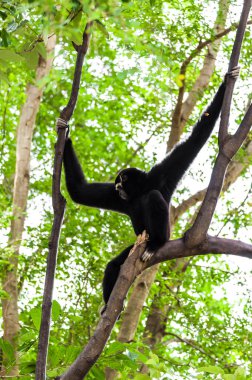 siyah jibon tırmanacak ağaç