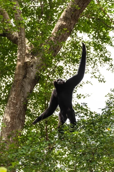 Black gibbon climbing tree — Stock Photo, Image