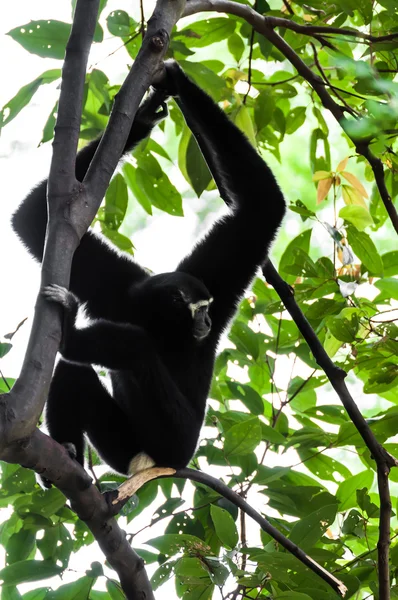 Černý gibbon horolezecké strom — Stock fotografie