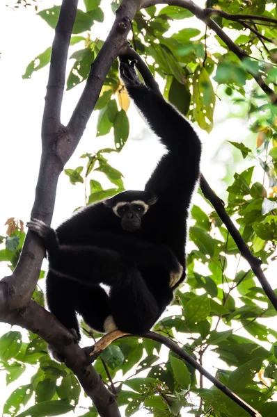 Gibbon noir grimpant arbre — Photo