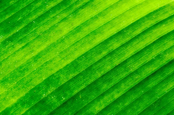 汚れた緑のバナナの葉のテクスチャー — ストック写真