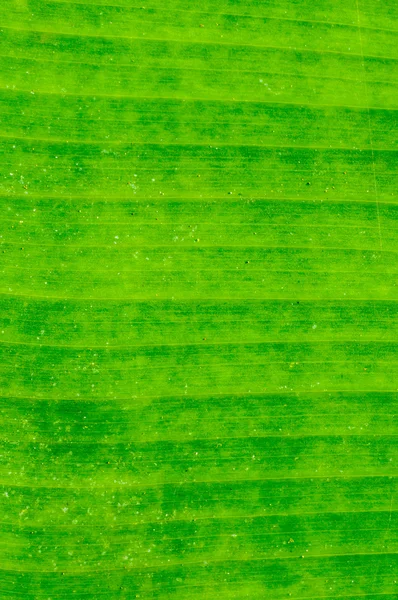 Texture de feuille de banane verte sale — Photo