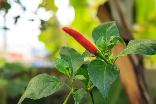 Czerwone świeże chili na drzewo — Zdjęcie stockowe