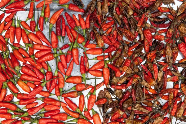 Peperoncino fresco e secco — Foto Stock