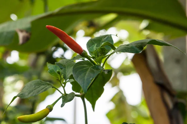Czerwony i zielony świeże chili — Zdjęcie stockowe