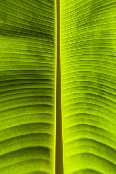 Textura de hoja de plátano verde sucio — Foto de Stock