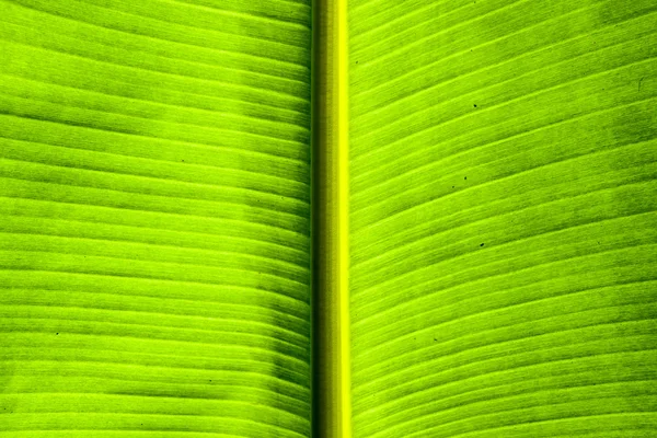 Sporco verde banana foglia texture — Foto Stock