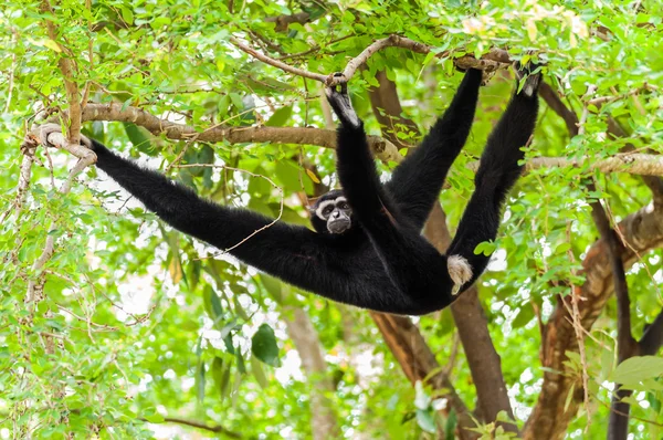 Gibbon noir grimpant arbre — Photo
