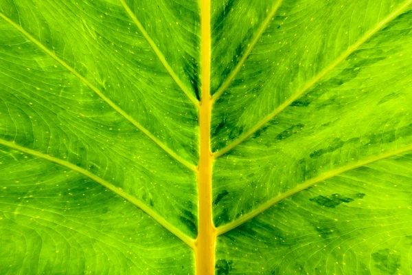 Textura de hoja verde — Foto de Stock