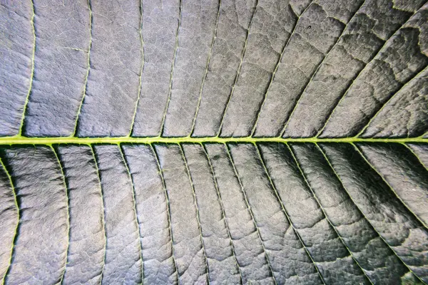 Textura de hoja de frangipani verde — Foto de Stock