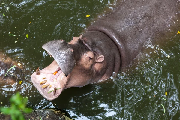 Hippopótamo boca aberta na água — Fotografia de Stock