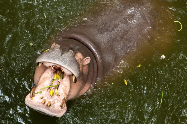 Бегемот открытый рот в воде — стоковое фото